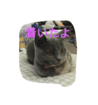 飼い猫「くう」のスタンプ  2（個別スタンプ：15）