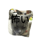 飼い猫「くう」のスタンプ  2（個別スタンプ：16）