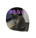 飼い猫「くう」のスタンプ  2（個別スタンプ：17）
