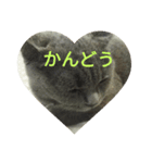 飼い猫「くう」のスタンプ  2（個別スタンプ：18）