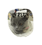 飼い猫「くう」のスタンプ  2（個別スタンプ：19）