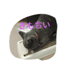 飼い猫「くう」のスタンプ  2（個別スタンプ：21）