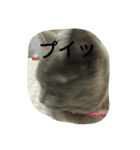 飼い猫「くう」のスタンプ  2（個別スタンプ：22）