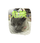 飼い猫「くう」のスタンプ  2（個別スタンプ：23）