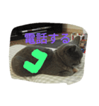 飼い猫「くう」のスタンプ  2（個別スタンプ：25）