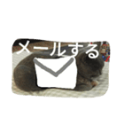 飼い猫「くう」のスタンプ  2（個別スタンプ：26）