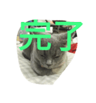 飼い猫「くう」のスタンプ  2（個別スタンプ：28）