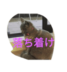 飼い猫「くう」のスタンプ  2（個別スタンプ：29）