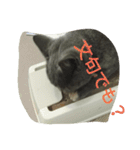 飼い猫「くう」のスタンプ  2（個別スタンプ：31）