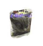 飼い猫「くう」のスタンプ  2（個別スタンプ：32）