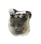飼い猫「くう」のスタンプ  2（個別スタンプ：33）
