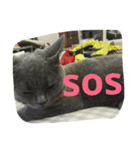 飼い猫「くう」のスタンプ  2（個別スタンプ：34）