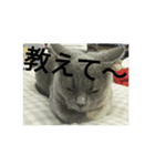 飼い猫「くう」のスタンプ  2（個別スタンプ：35）