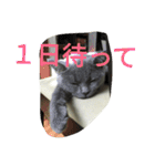 飼い猫「くう」のスタンプ  2（個別スタンプ：37）