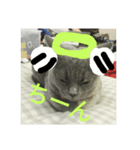 飼い猫「くう」のスタンプ  2（個別スタンプ：38）
