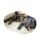 飼い猫「くう」のスタンプ  2（個別スタンプ：39）