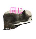 飼い猫「くう」のスタンプ  2（個別スタンプ：40）