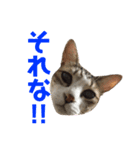 ココと仲間たち⑤（個別スタンプ：4）