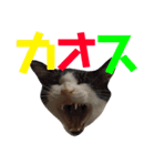 ココと仲間たち⑤（個別スタンプ：5）