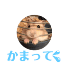 ココと仲間たち⑤（個別スタンプ：6）