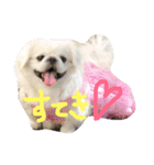 ペキニーズ4きょうだい♡（個別スタンプ：1）