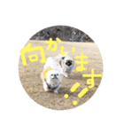 ペキニーズ4きょうだい♡（個別スタンプ：4）