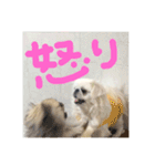ペキニーズ4きょうだい♡（個別スタンプ：10）