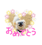 ペキニーズ4きょうだい♡（個別スタンプ：16）