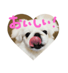 ペキニーズ4きょうだい♡（個別スタンプ：19）