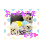 ペキニーズ4きょうだい♡（個別スタンプ：21）