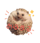 関西弁ハリネズミのピかちゃん ①（個別スタンプ：1）