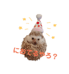 関西弁ハリネズミのピかちゃん ①（個別スタンプ：3）