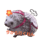 関西弁ハリネズミのピかちゃん ①（個別スタンプ：5）