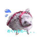 関西弁ハリネズミのピかちゃん ①（個別スタンプ：6）