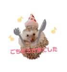 関西弁ハリネズミのピかちゃん ①（個別スタンプ：10）