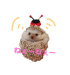 関西弁ハリネズミのピかちゃん ①（個別スタンプ：15）