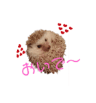 関西弁ハリネズミのピかちゃん ①（個別スタンプ：17）