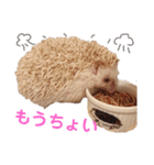 関西弁ハリネズミのピかちゃん ①（個別スタンプ：21）