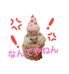関西弁ハリネズミのピかちゃん ①（個別スタンプ：23）