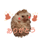 関西弁ハリネズミのピかちゃん ①（個別スタンプ：25）