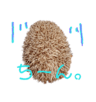 関西弁ハリネズミのピかちゃん ①（個別スタンプ：28）