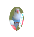 きいちゃ（個別スタンプ：5）