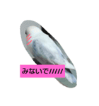 きいちゃ（個別スタンプ：6）