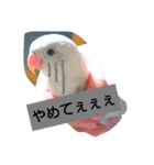 きいちゃ（個別スタンプ：8）