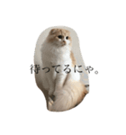愛しのスコちゃん。（個別スタンプ：4）