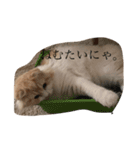 愛しのスコちゃん。（個別スタンプ：5）