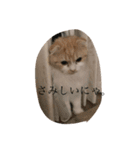 愛しのスコちゃん。（個別スタンプ：6）