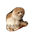 愛しのスコちゃん。（個別スタンプ：9）