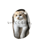 愛しのスコちゃん。（個別スタンプ：10）
