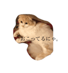 愛しのスコちゃん。（個別スタンプ：11）